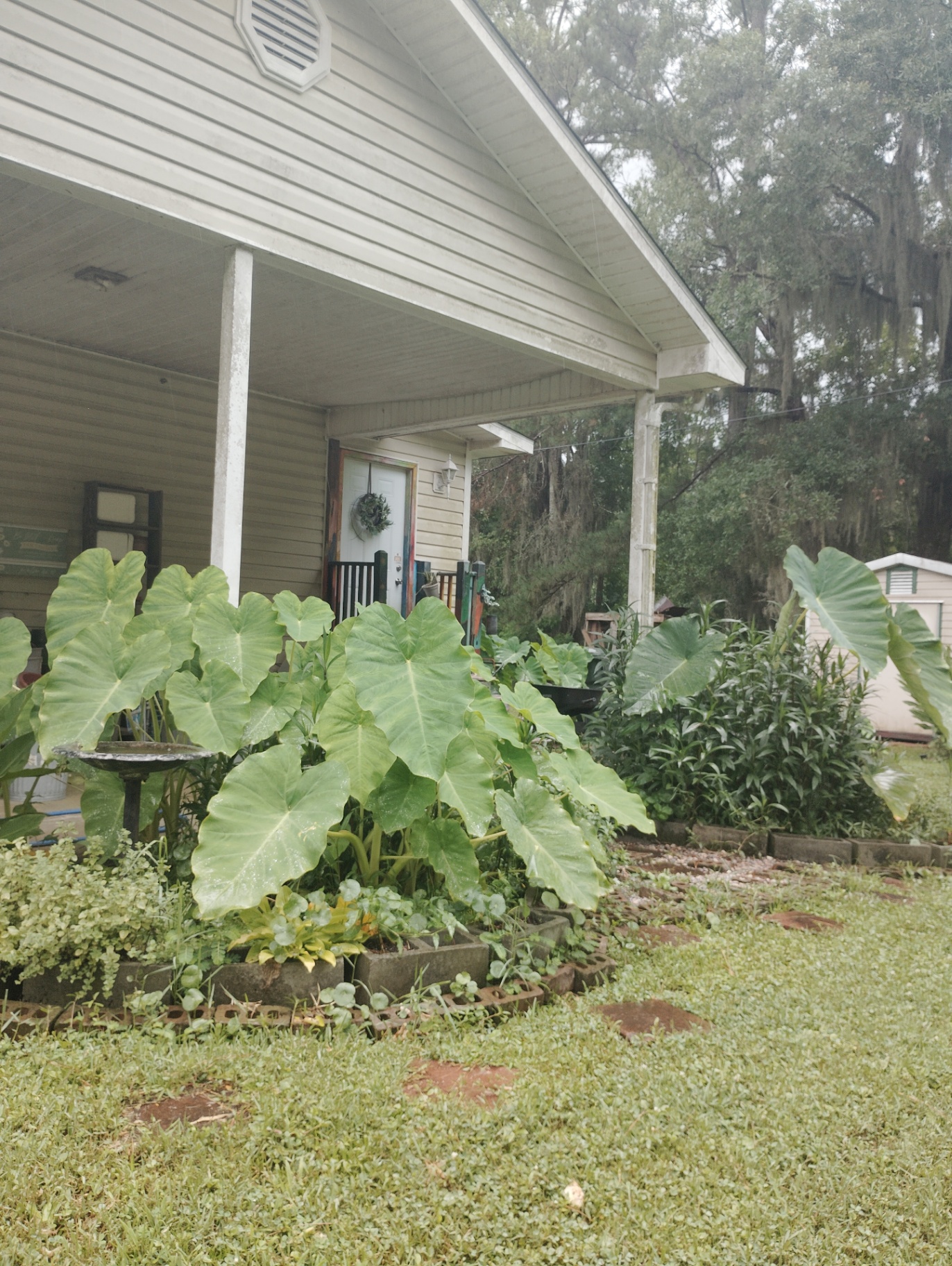 The Cat Nap Inn front porch with the wreathed door visible behind a wall of elephant ears