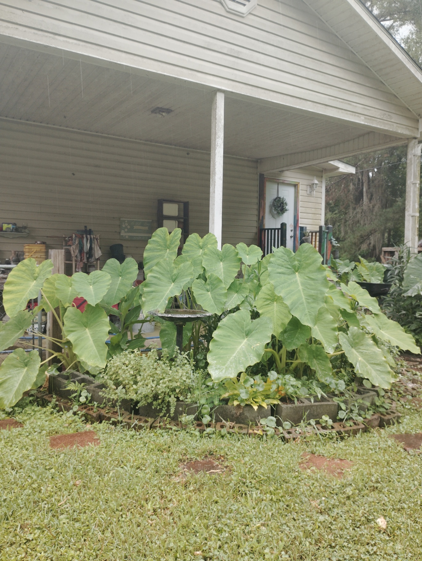 A bed of giant elephant ears in front of the Cat Nap Inn porch, birdbath rising from the middle