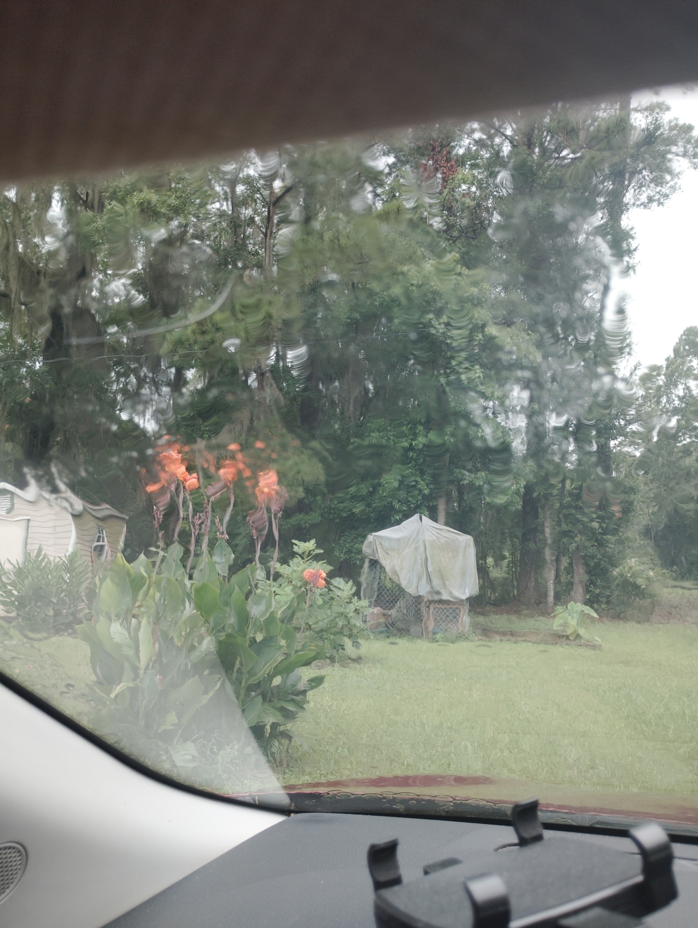 View through the Red Bullet's windshield of cannas and the chicken enclosure under a tarp