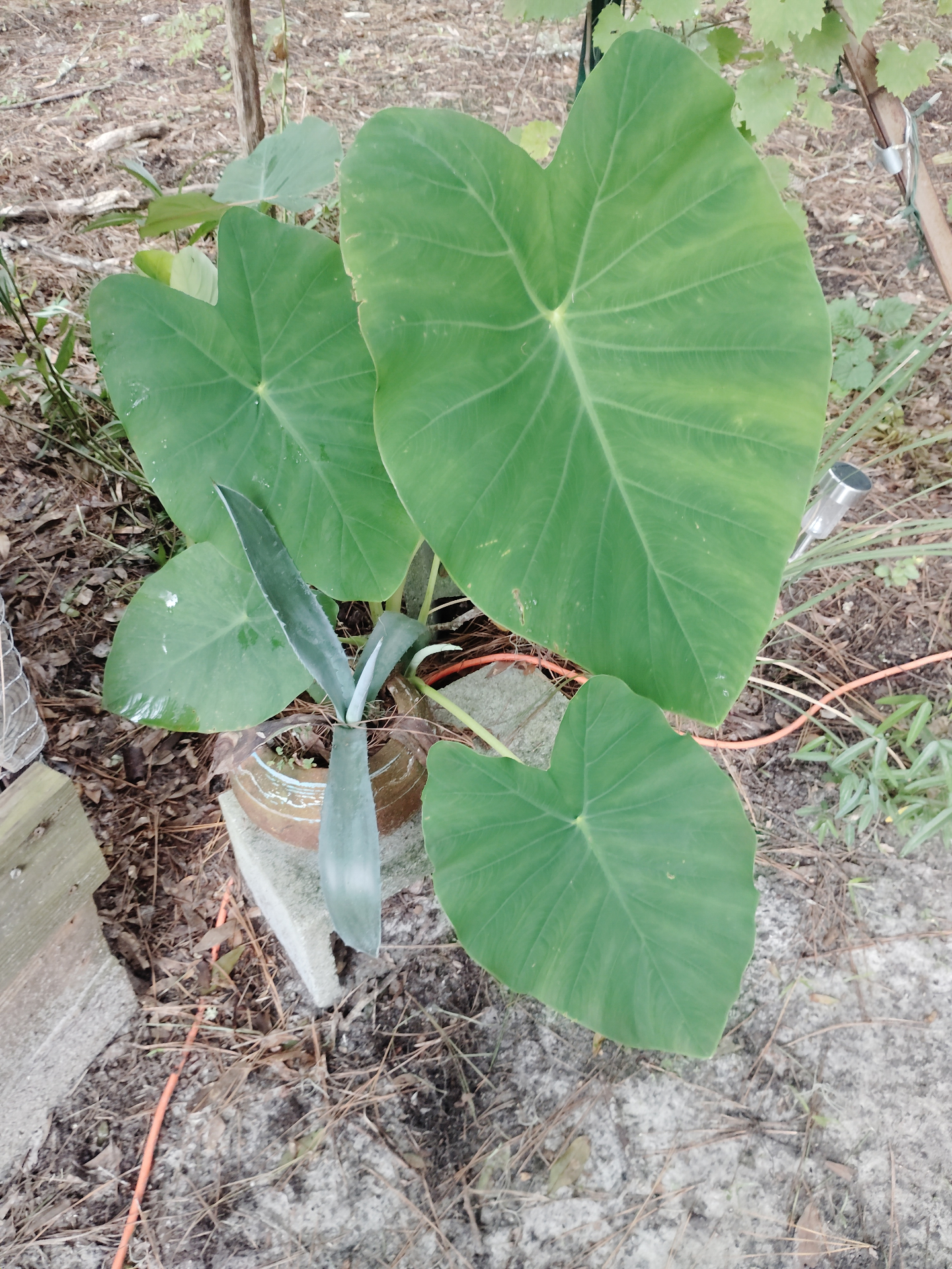 A plate for one, made with love