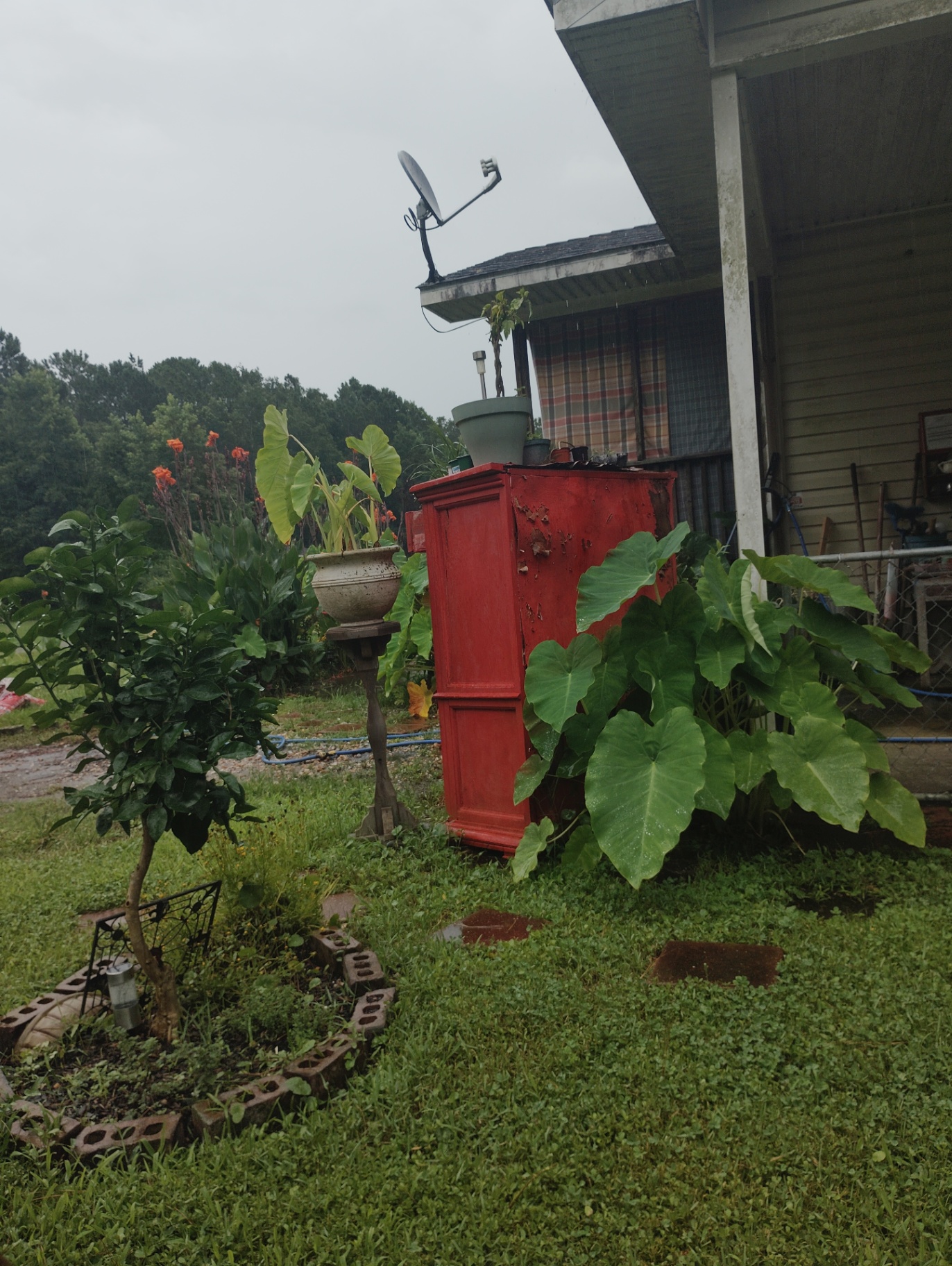 A weathered red dresser standing in the rain beside the porch, elephant ears crowding around it